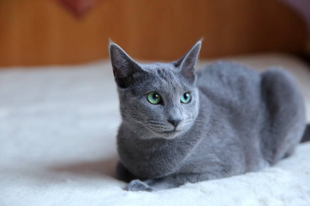 istock Domestic cats are great pets to cuddle and hug. 912946156