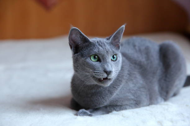 istock Domestic cats are great pets to cuddle and hug. 912946242
