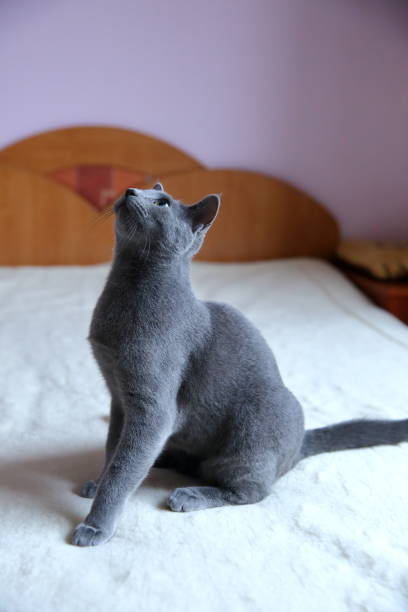 istock A beautiful gray cat with a pedigree. 912947452