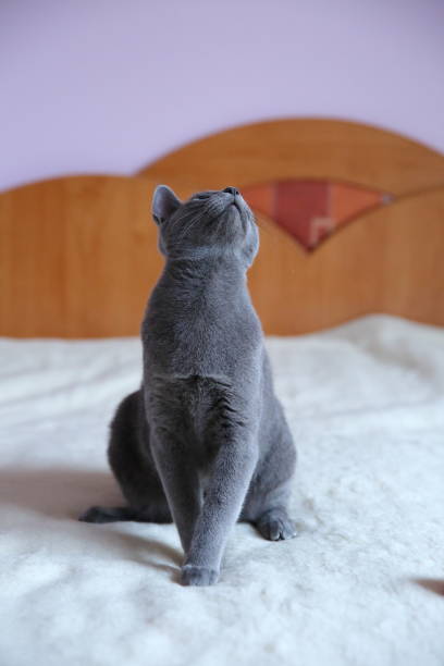 istock A beautiful gray cat with a pedigree. 912948464