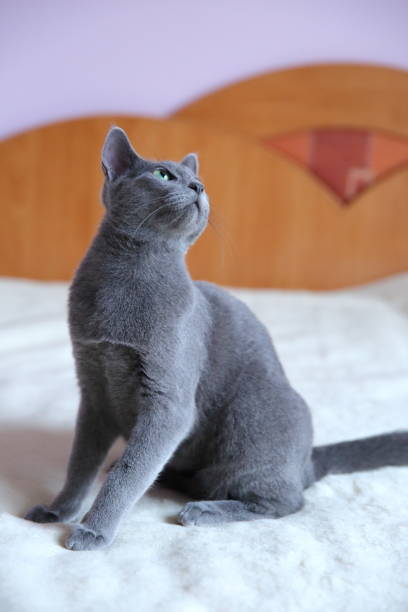 istock A beautiful gray cat with a pedigree. 912948522