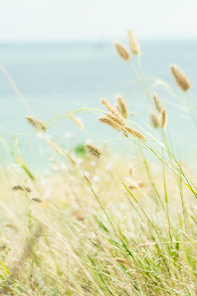 Farm, Field, Land, Lawn, Meadow, Pasture, Springtime, Field, Europe
