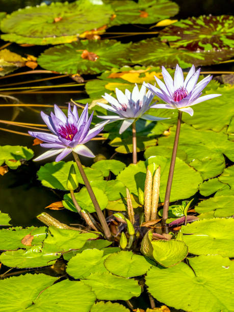 istock water lily on pond in summer 912948656