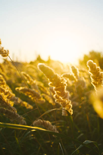 istock Landscape in summer time, nature background. 912948694