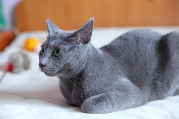 istock Domestic cats are great pets to cuddle and hug. 912949090