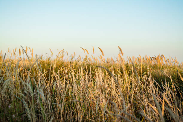istock Landscape in summer time, nature background. 912949146