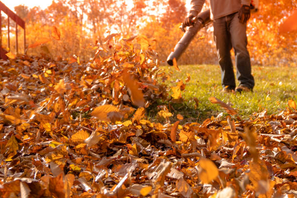Leaf blower action blowing crispy color fall leaves into a pile stock photo