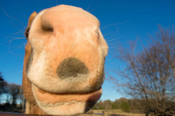 istock Nose of a Horse 912949596