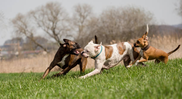 istock Boxers are playing outside in the meadow 912951660