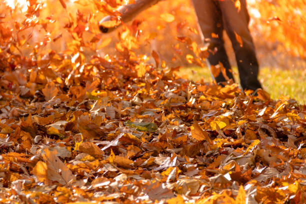 istock Leaf blower action blowing crispy color fall leaves into a pile 912951666