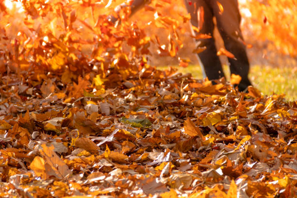 istock Leaf blower action blowing crispy color fall leaves into a pile 912951690