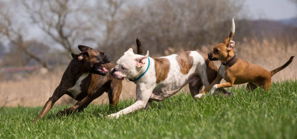 istock Boxers are playing outside in the meadow 912951708