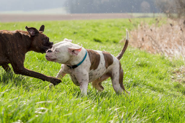 istock Boxers are playing outside in the meadow 912951734