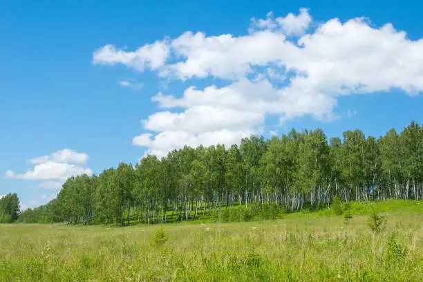 green meadow with blue sky and clouds landscape