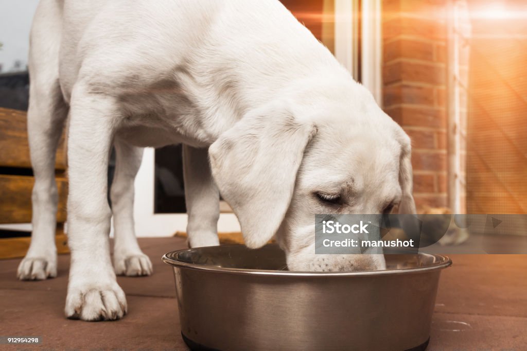 young cute white hungry labrador retriever dog puppy eats some meat food out of bowl young dog eating food Dog Stock Photo