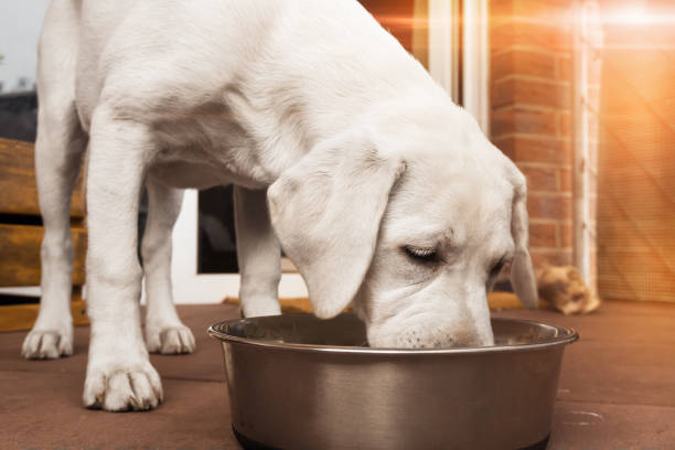 young cute white hungry labrador retriever dog puppy eats some meat food out of bowl young dog eating food east germany photos stock pictures, royalty-free photos & images