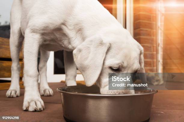 Young Cute White Hungry Labrador Retriever Dog Puppy Eats Some Meat Food Out Of Bowl Stock Photo - Download Image Now