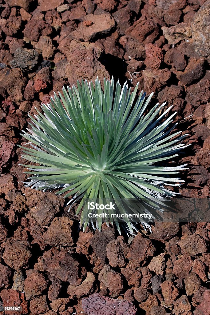 Silversword - Photo de Big Island - Îles Hawaï libre de droits