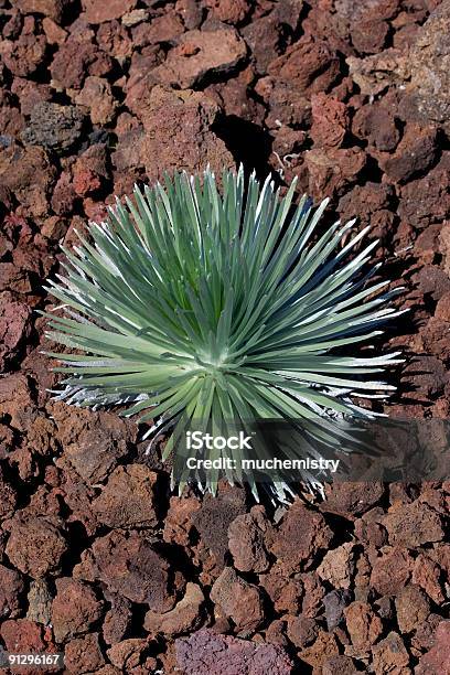 Photo libre de droit de Silversword banque d'images et plus d'images libres de droit de Big Island - Îles Hawaï - Big Island - Îles Hawaï, Cactus volcanique de Maui, En haut