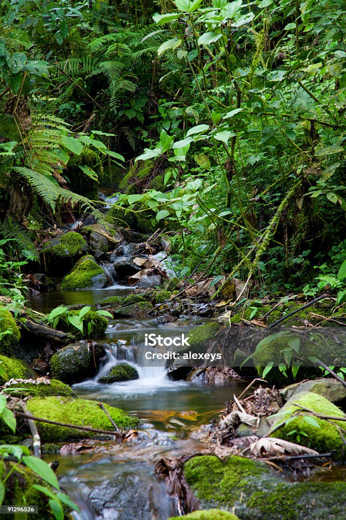 Creek à effet pluie tropicale - Photo de Arbre libre de droits