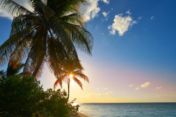 istock Holbox island sunset palm tree Mexico 912969520