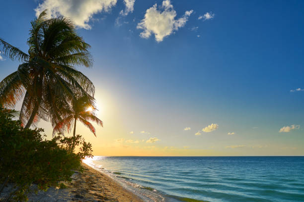 istock Holbox island sunset palm tree Mexico 912969764