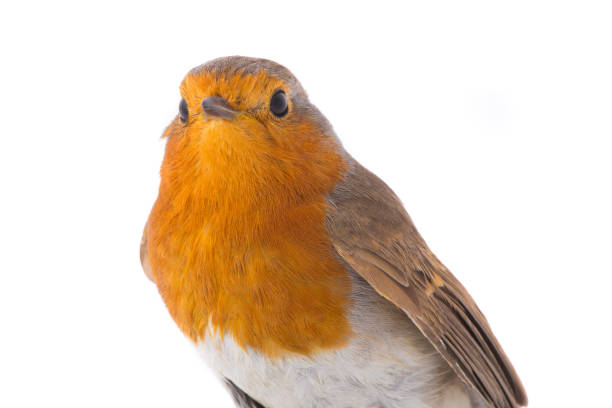 istock portrait European robin (Erithacus rubecula) 912972068