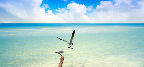 istock Holbox Island beach in Quintana Roo Mexico 912974680