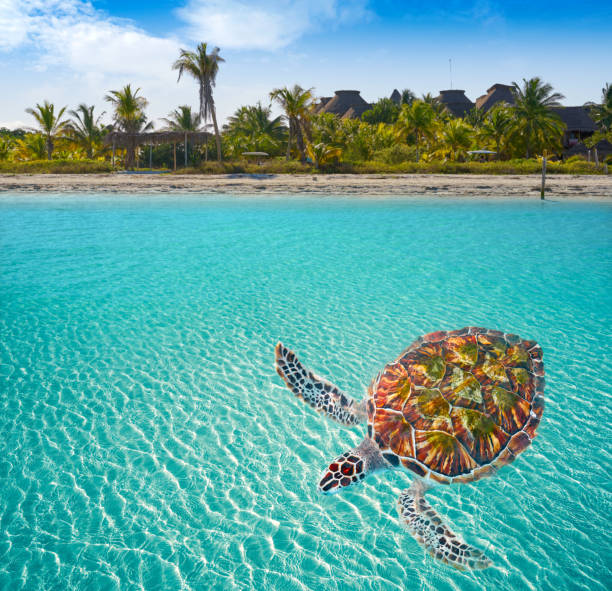 istock Holbox Island in Quintana Roo Mexico 912977578