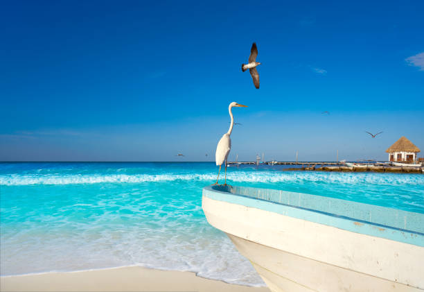 Holbox Island heron bird and boat in the beach Quintana Roo of Mexico