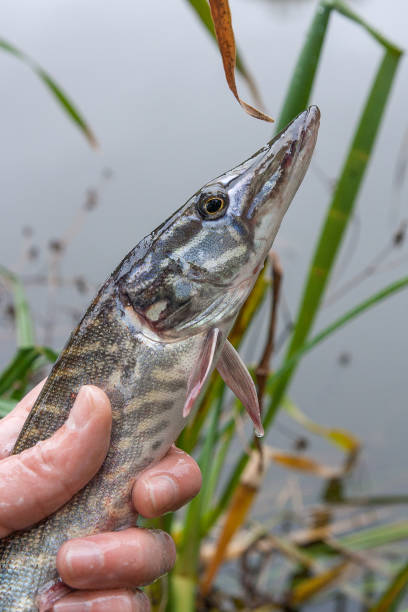 istock Catch and release. Small Freshwater pike in hand 912978730