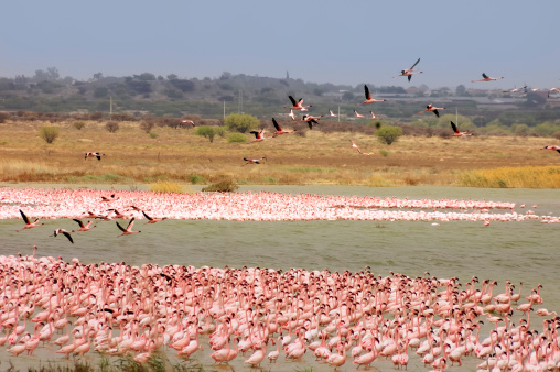 A large raft of Lesser Flamingos at Kamfers Dam in Kimberley, South Africa.