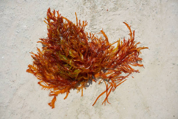 istock Rhodophyta red algae in Quintana Roo Mexico 912985338