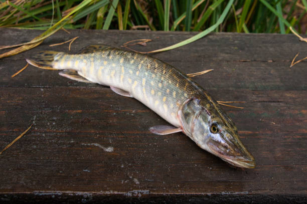 istock Freshwater pike fish on vintage wooden background. 912985854