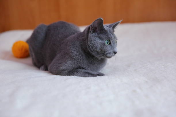 istock Domestic cats are great pets to cuddle and hug. 912986224