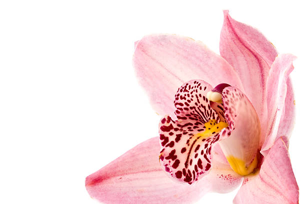 istock Beautiful Phalaenopsis orchid 91298694