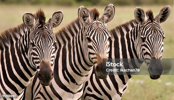 Três Em Uma Linha - Fotografias de stock e mais imagens de Animal - Animal, Animal de Safari, Animal selvagem