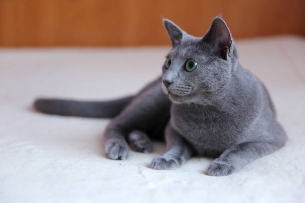 istock Domestic cats are great pets to cuddle and hug. 912989034
