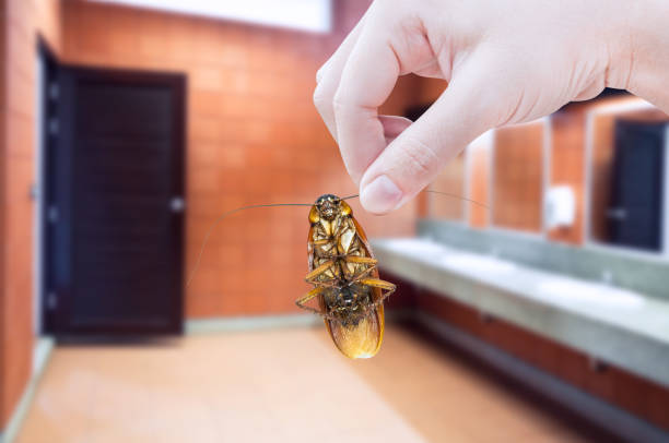 istock Hand holding cockroach on toilet background 912990080