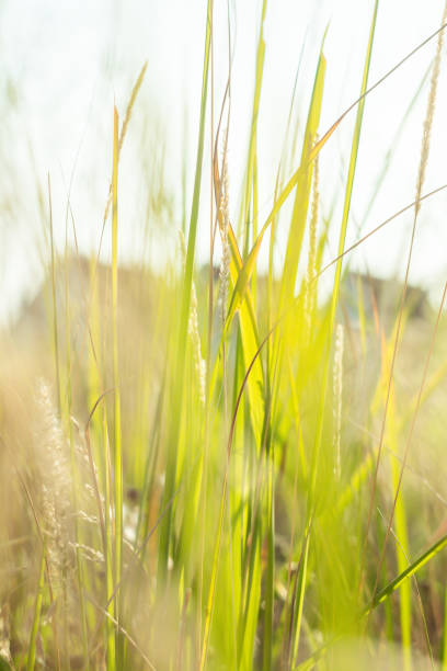 istock Landscape in summer time, nature background. 912992740