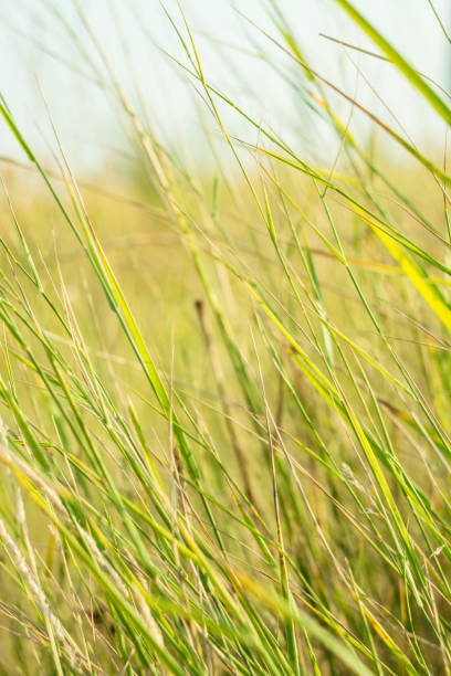 istock Landscape in summer time, nature background. 912992792