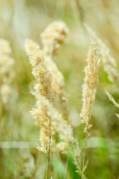 istock Rural landscape in summer time, background. 912993662