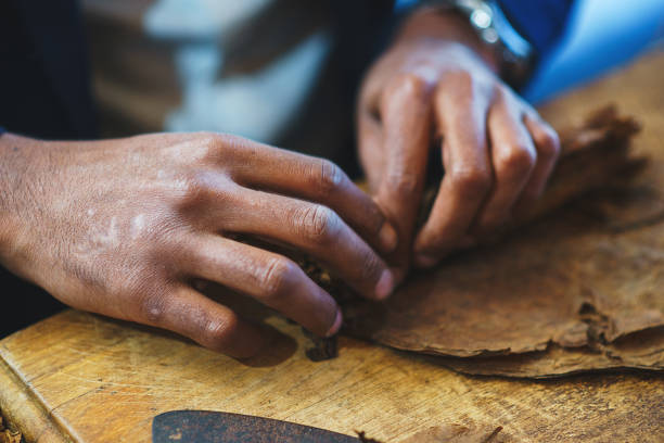 istock Process of making traditional cigars from tobacco leaves with own hands using a mechanical device and press. 912996656