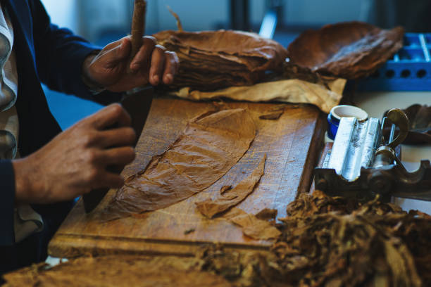 istock Process of making traditional cigars from tobacco leaves with own hands using a mechanical device and press. 912996722
