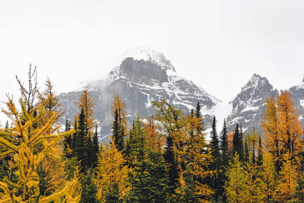 istock Autumn larch tree colors in Paradise Valley, Banff National Park 912996824