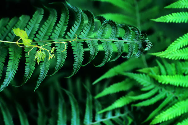 istock Fern and grape floral ornament from leaves 912997322