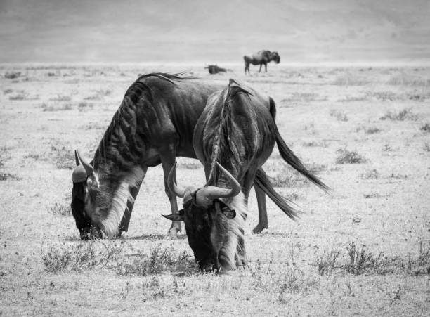 istock Wildebeest eating, Africa, Tanzania 912997540