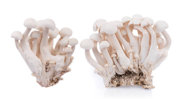 istock white shimeji mushrooms isolated on white background 912997736
