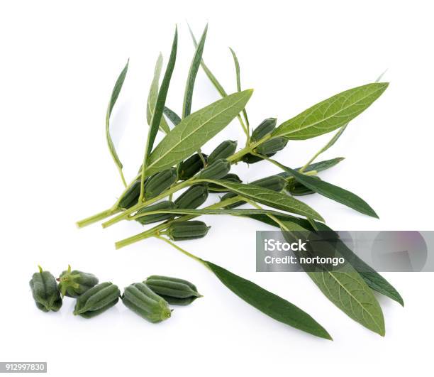 Fresh Sesame Pods Isolated On White Background Stock Photo - Download Image Now - Sesame, Leaf, Flower