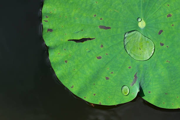 istock Lotus plant close up 913000908